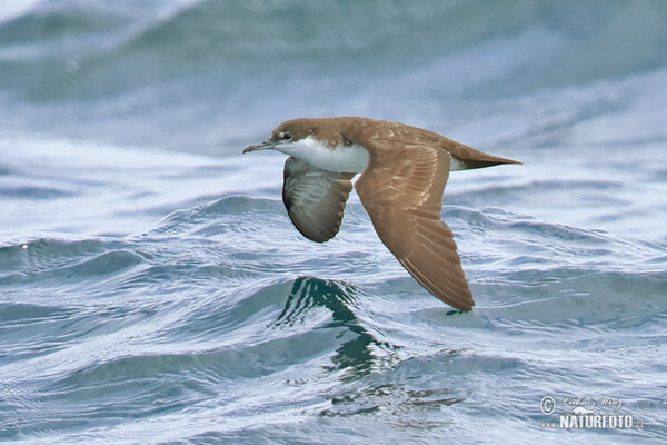 Galápagossturmtaucher (Puffinus subalaris)