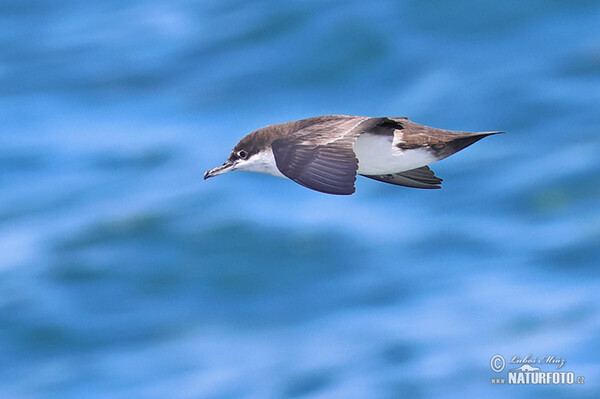 Galápagossturmtaucher (Puffinus subalaris)