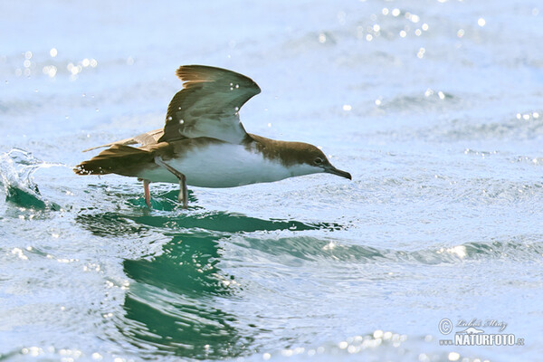 Galápagossturmtaucher (Puffinus subalaris)