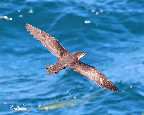 Galápagossturmtaucher (Puffinus subalaris)