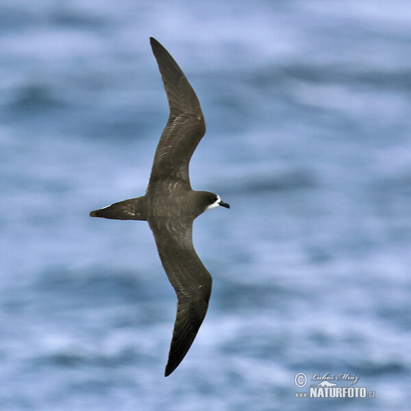 Galápagossturmvogel (Pterodroma phaeopygia)