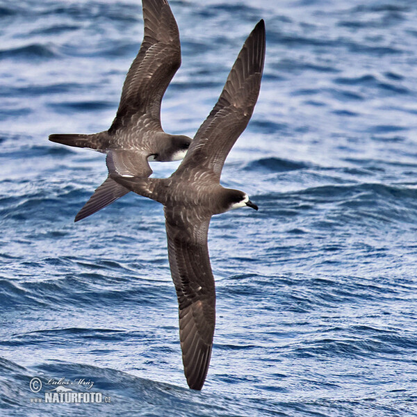 Galápagossturmvogel (Pterodroma phaeopygia)