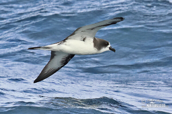 Galápagossturmvogel (Pterodroma phaeopygia)