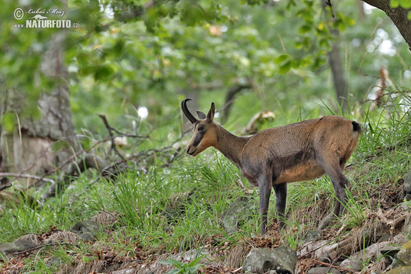 Gämse (Rupicapra rupicapra)