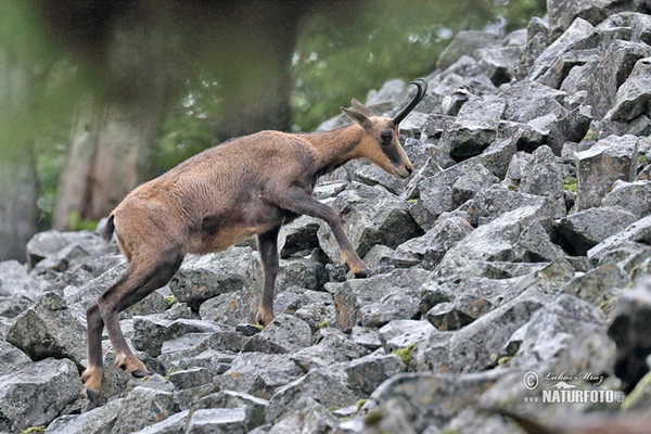 Gämse (Rupicapra rupicapra)