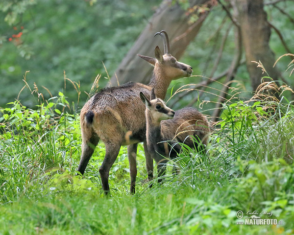 Gämse (Rupicapra rupicapra)