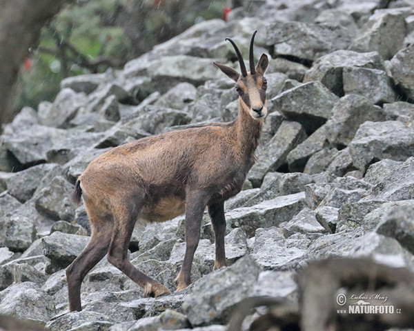 Gämse (Rupicapra rupicapra)