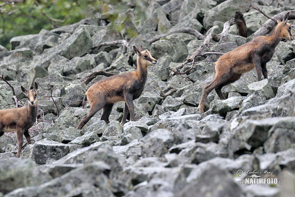 Gämse (Rupicapra rupicapra)