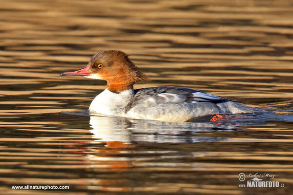 Gänsesäger (Mergus merganser)