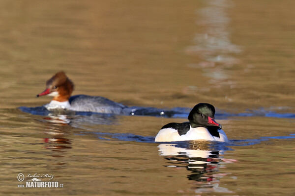 Gänsesäger (Mergus merganser)