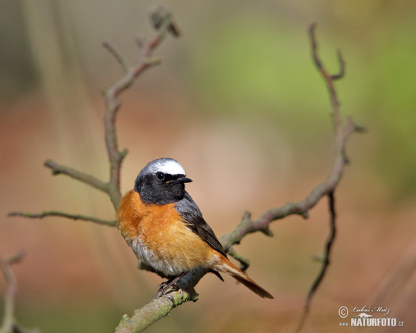 Gartenrotschwanz (Phoenicurus phoenicurus)