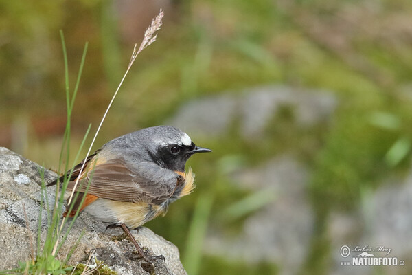 Gartenrotschwanz (Phoenicurus phoenicurus)