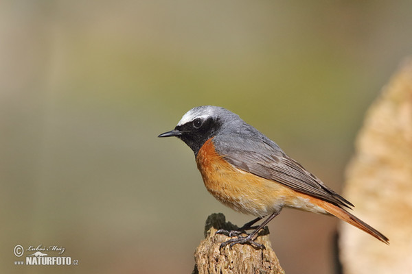 Gartenrotschwanz (Phoenicurus phoenicurus)