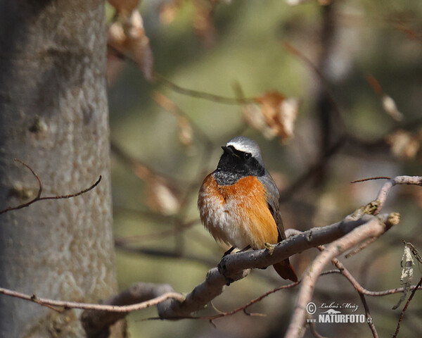 Gartenrotschwanz (Phoenicurus phoenicurus)