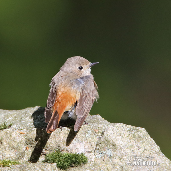 Gartenrotschwanz (Phoenicurus phoenicurus)