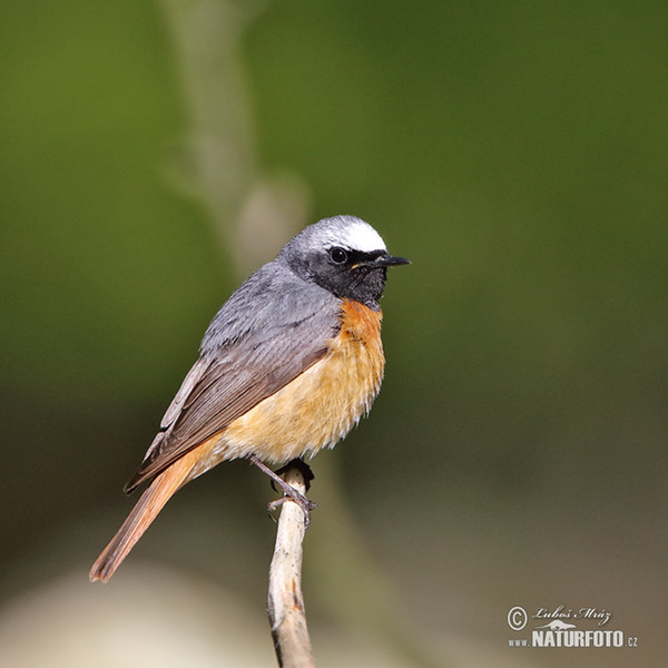 Gartenrotschwanz (Phoenicurus phoenicurus)