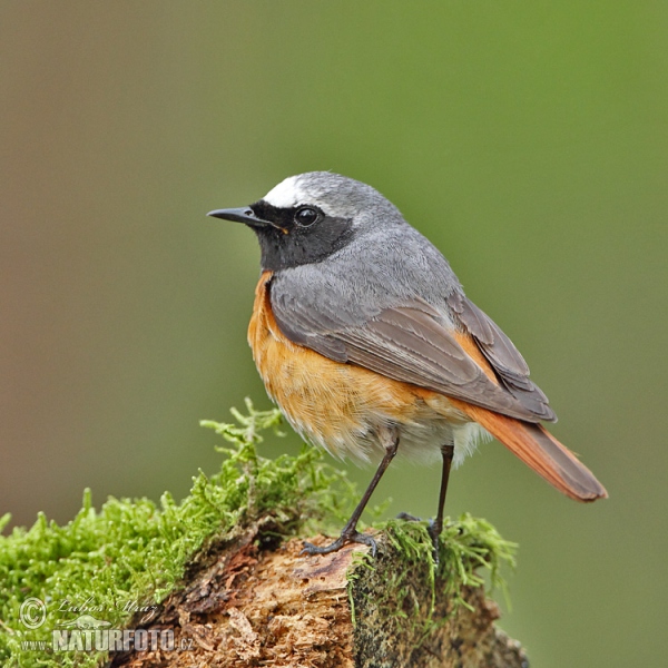 Gartenrotschwanz (Phoenicurus phoenicurus)