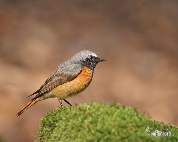 Gartenrotschwanz (Phoenicurus phoenicurus)