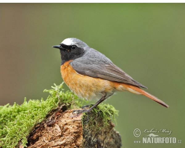 Gartenrotschwanz (Phoenicurus phoenicurus)