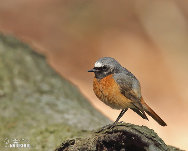 Gartenrotschwanz (Phoenicurus phoenicurus)