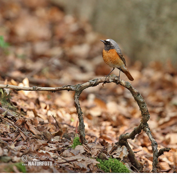 Gartenrotschwanz (Phoenicurus phoenicurus)