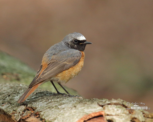 Gartenrotschwanz (Phoenicurus phoenicurus)