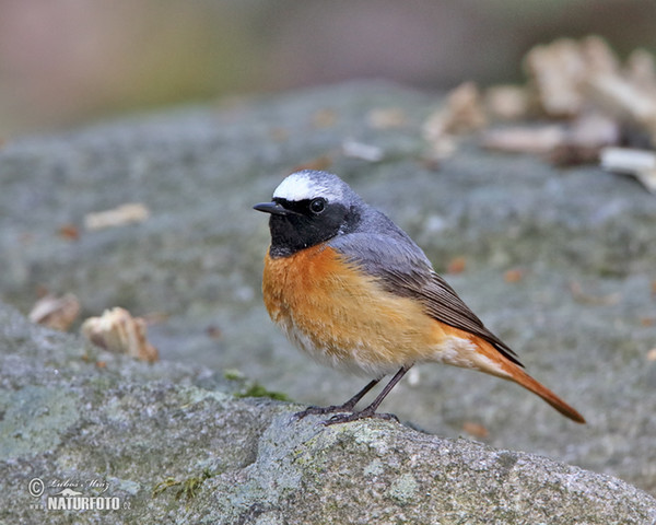 Gartenrotschwanz (Phoenicurus phoenicurus)