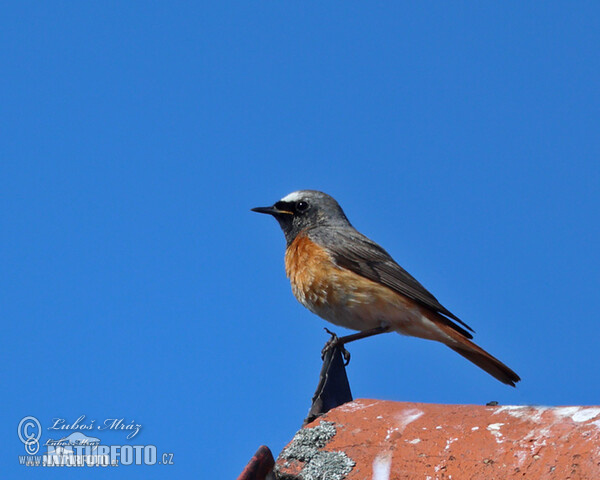 Gartenrotschwanz (Phoenicurus phoenicurus)