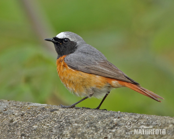 Gartenrotschwanz (Phoenicurus phoenicurus)