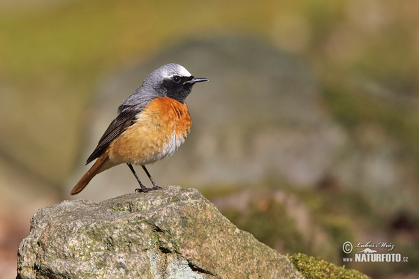 Gartenrotschwanz (Phoenicurus phoenicurus)