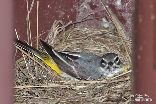 Gebirgsstelze (Motacilla cinerea)