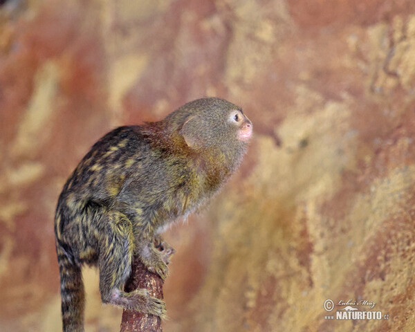 Gelbbauch-Zwergseidenäffchen (Cebuella pygmaea)