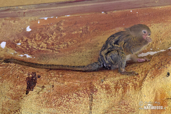 Gelbbauch-Zwergseidenäffchen (Cebuella pygmaea)