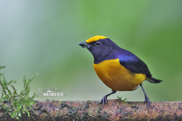 Gelbbauchorganist (Euphonia xanthogaster)