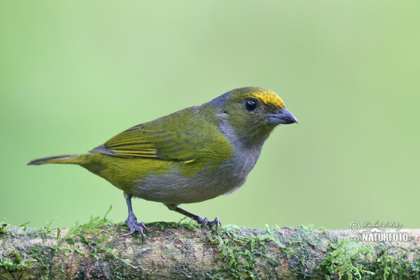 Gelbbauchorganist (Euphonia xanthogaster)