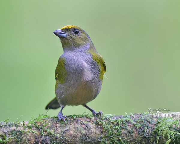 Gelbbauchorganist (Euphonia xanthogaster)