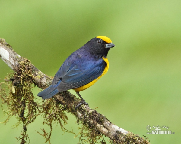 Gelbbauchorganist (Euphonia xanthogaster)