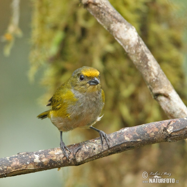 Gelbbauchorganist (Euphonia xanthogaster)