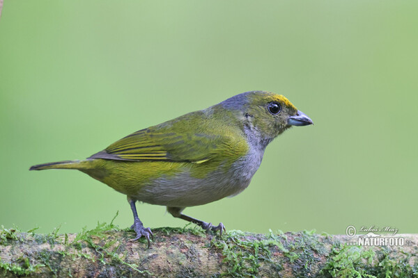 Gelbbauchorganist (Euphonia xanthogaster)