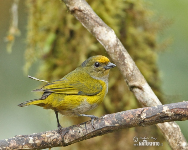 Gelbbauchorganist (Euphonia xanthogaster)