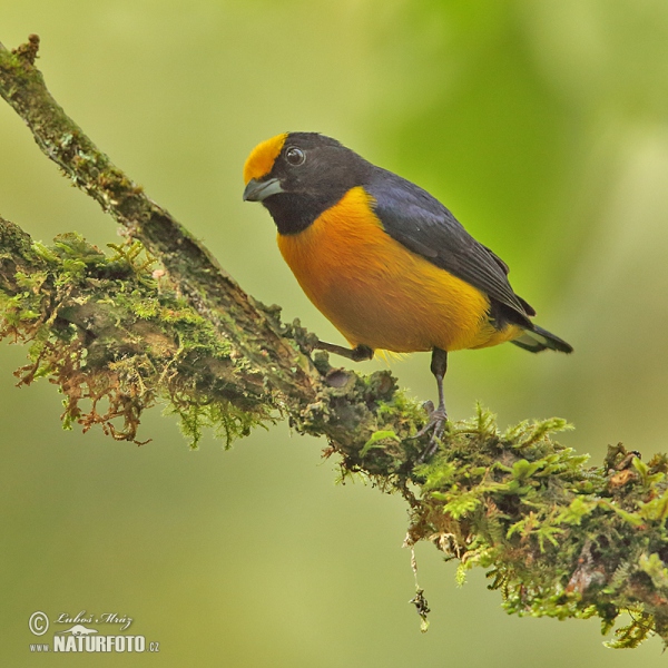 Gelbbauchorganist (Euphonia xanthogaster)