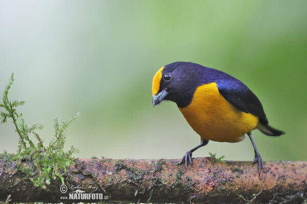 Gelbbauchorganist (Euphonia xanthogaster)