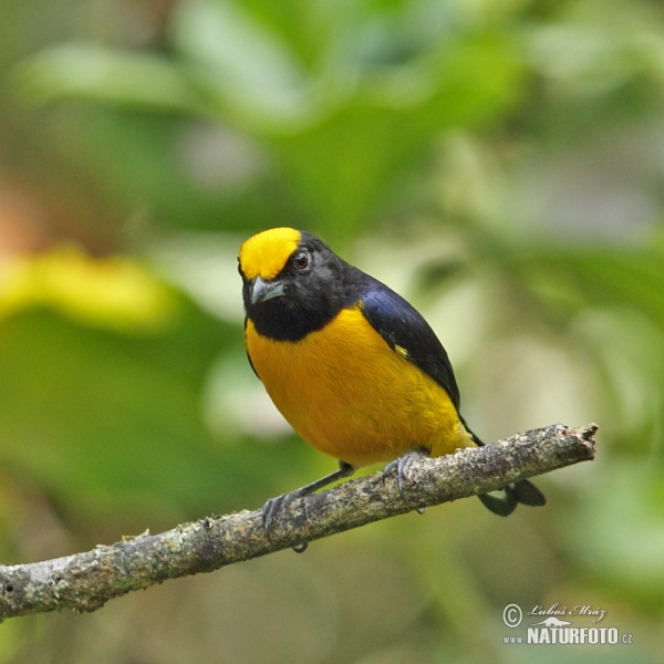 Gelbbauchorganist (Euphonia xanthogaster)