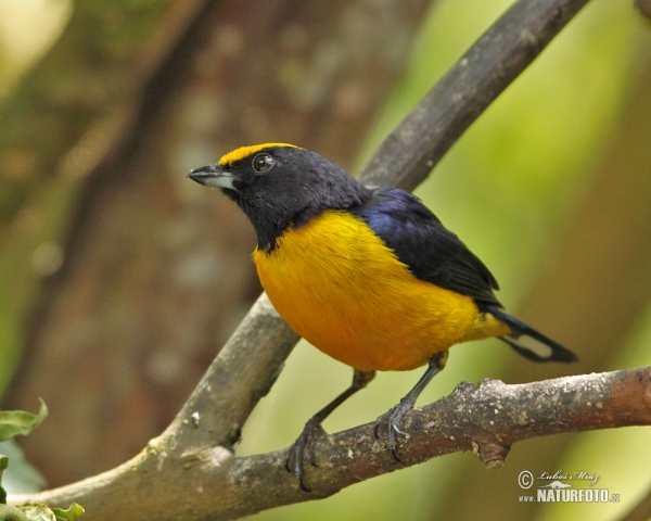 Gelbbauchorganist (Euphonia xanthogaster)