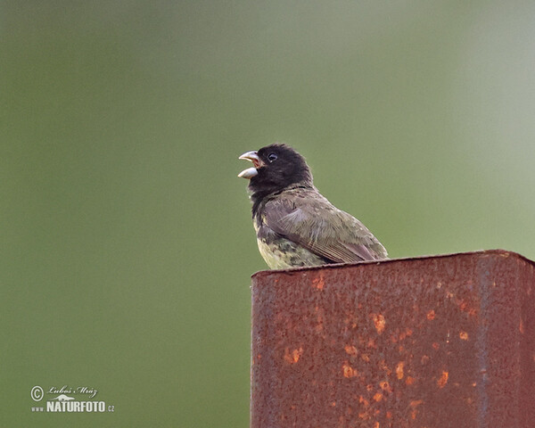 Gelbbauchspelzer (Sporophila nigricollis)