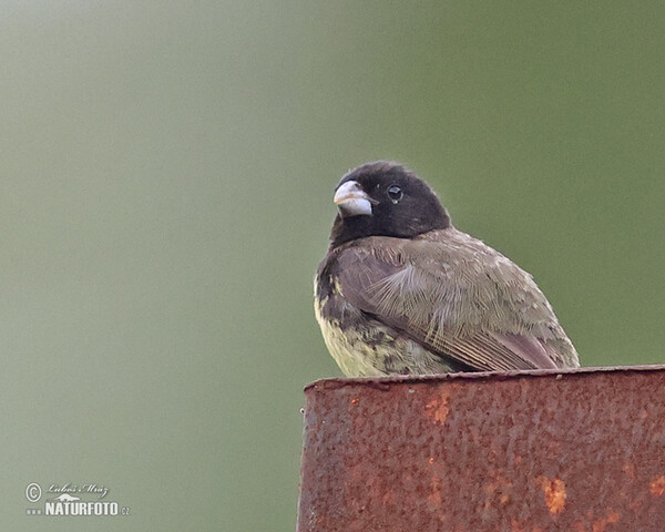 Gelbbauchspelzer (Sporophila nigricollis)