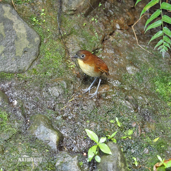 Gelbbrust-Ameisenpitta (Grallaria flavotincta)