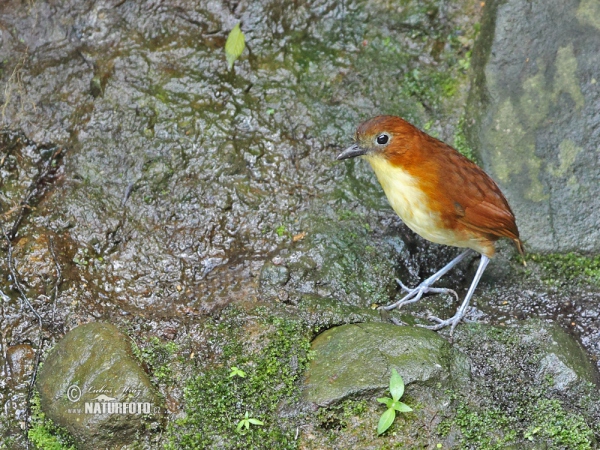 Gelbbrust-Ameisenpitta (Grallaria flavotincta)