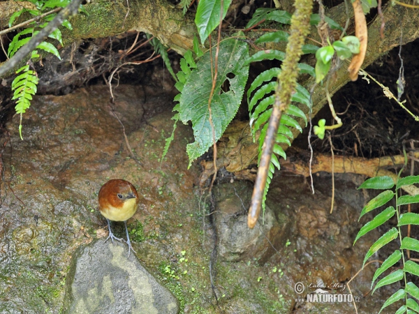 Gelbbrust-Ameisenpitta (Grallaria flavotincta)