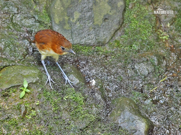 Gelbbrust-Ameisenpitta (Grallaria flavotincta)